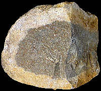 Split nodule of Bajocian packstone