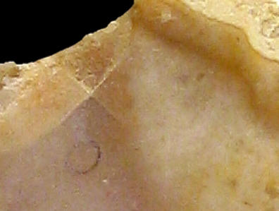 Detail of Senonian flint