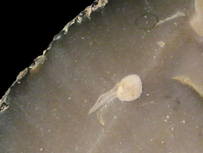 Flake of Late Cretaceous CE5-flint