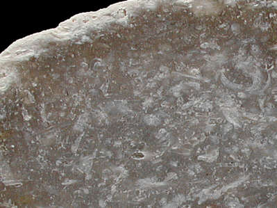 Detail of bryozoic flint