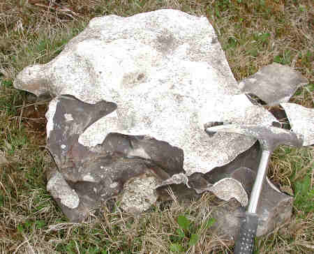 Extra large block of bryozoic flint